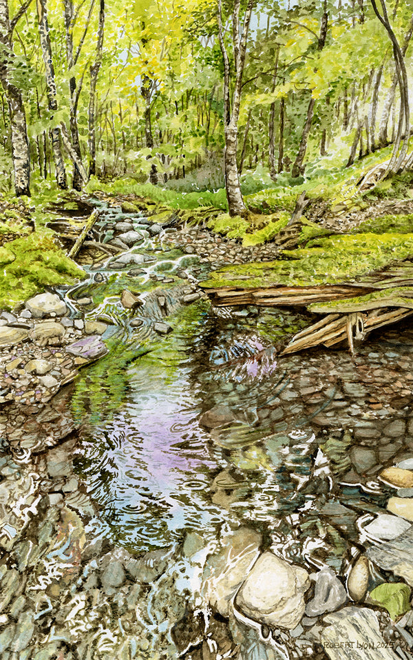 Stream flowing through a forest with greenery and rocks.