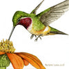 Illustration of a hummingbird on a flower with 'Robert Lynn 2025' signature.