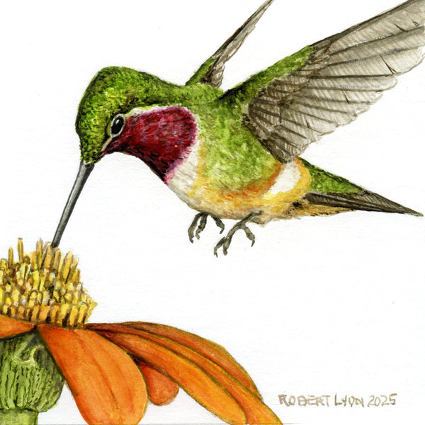 Illustration of a hummingbird on a flower with 'Robert Lynn 2025' signature.