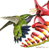 Illustration of a hummingbird feeding from a red flower with yellow stamens on a white background.