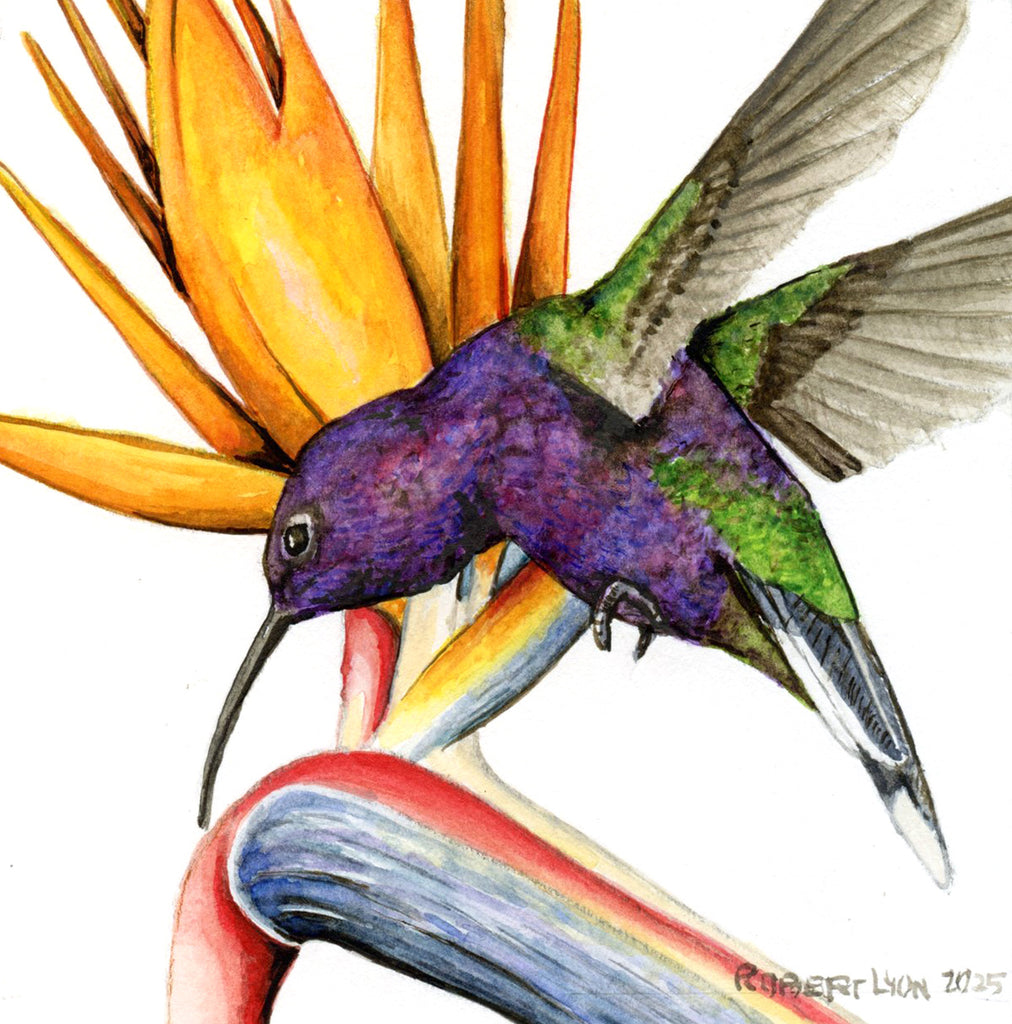 Colorful hummingbird perched on a tropical flower with 'Robert Lyon 2025' signature.