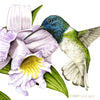 Illustration of a hummingbird and flowers with 'Robert Lion' signature