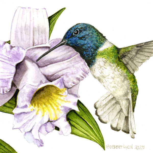 Illustration of a hummingbird and flowers with 'Robert Lion' signature