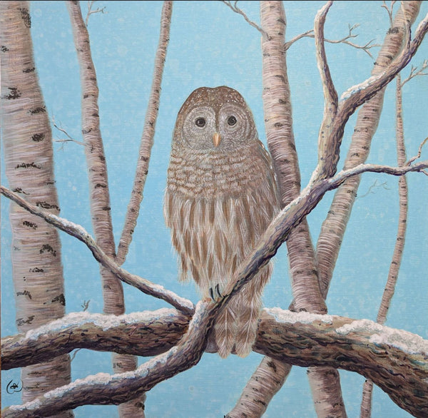 a brown owl in a tree