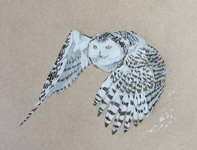 Graphite and conte drawing of a snowy owl mid-flight on tan toned paper by Joshua Kaiser